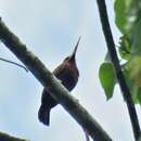 Image of Chestnut Jacamar