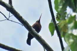 Image of Chestnut Jacamar