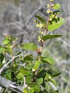 Image of Wright's mock buckthorn