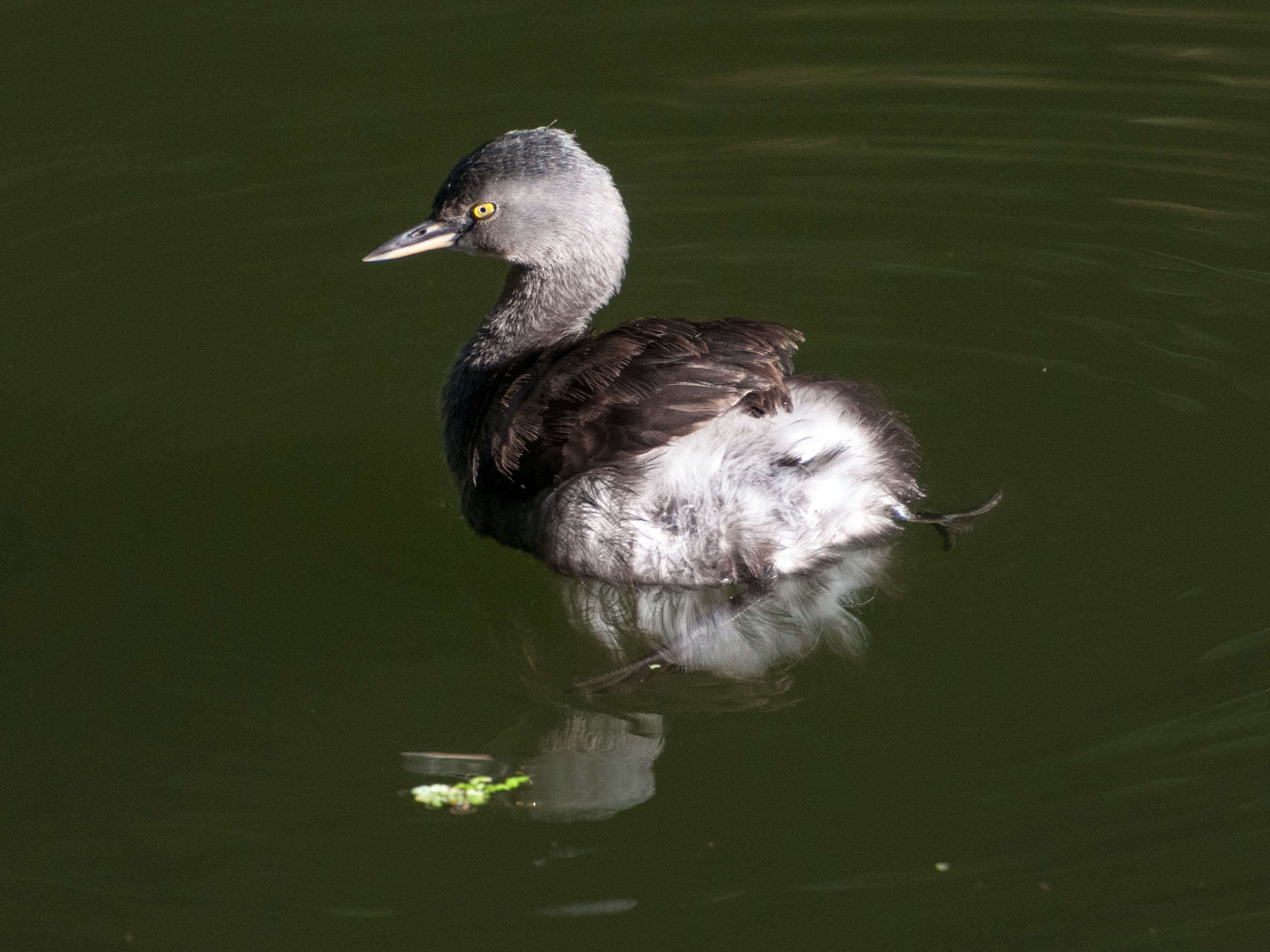 Image of grebes