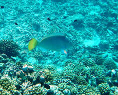 Image of Long-nosed Parrotfish