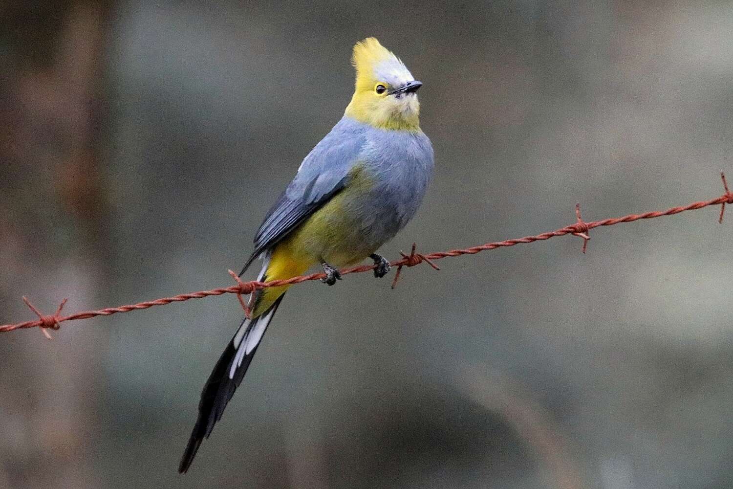 Слика од Ptiliogonys caudatus Cabanis 1861