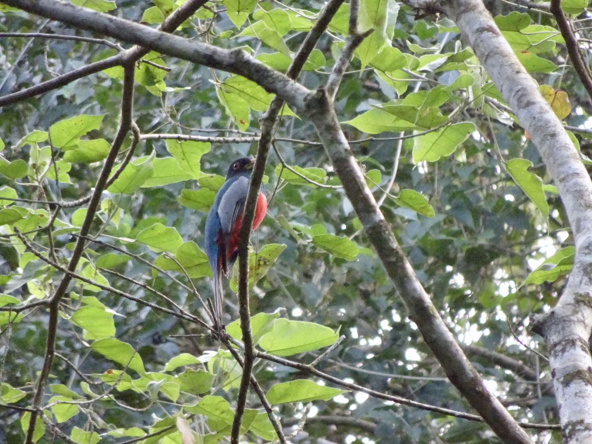 صورة Trogon melanurus Swainson 1838