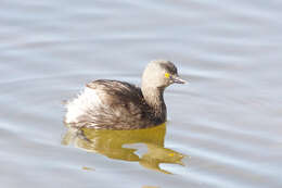 Image of grebes