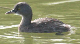 Image of Least Grebe