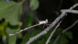 Image of Chalcolestes Kennedy 1920