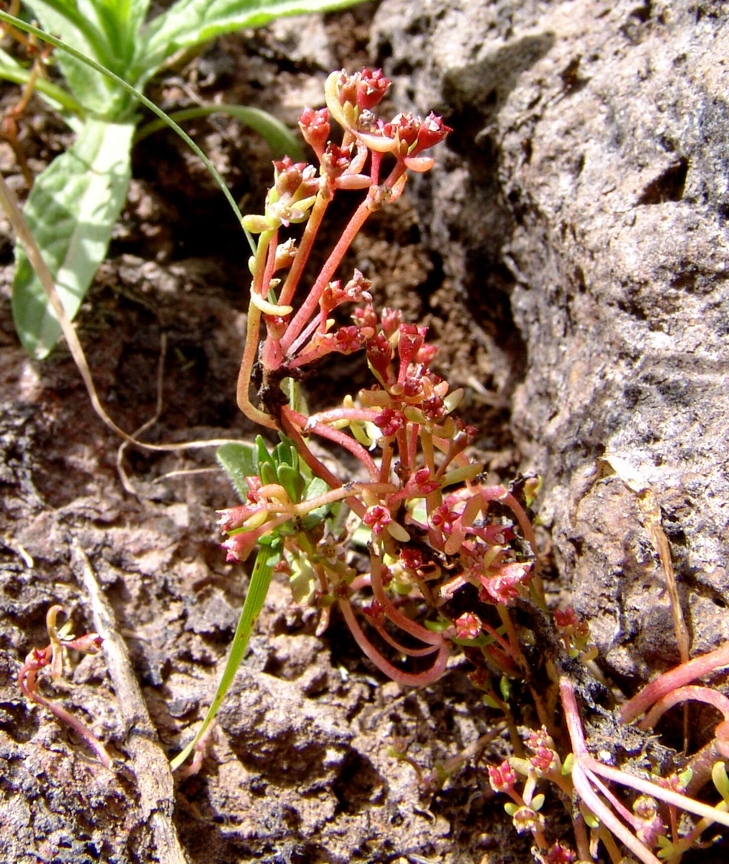 Image of Crassula vaillantii (Willd.) Roth