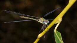 Image of Chalcolestes Kennedy 1920