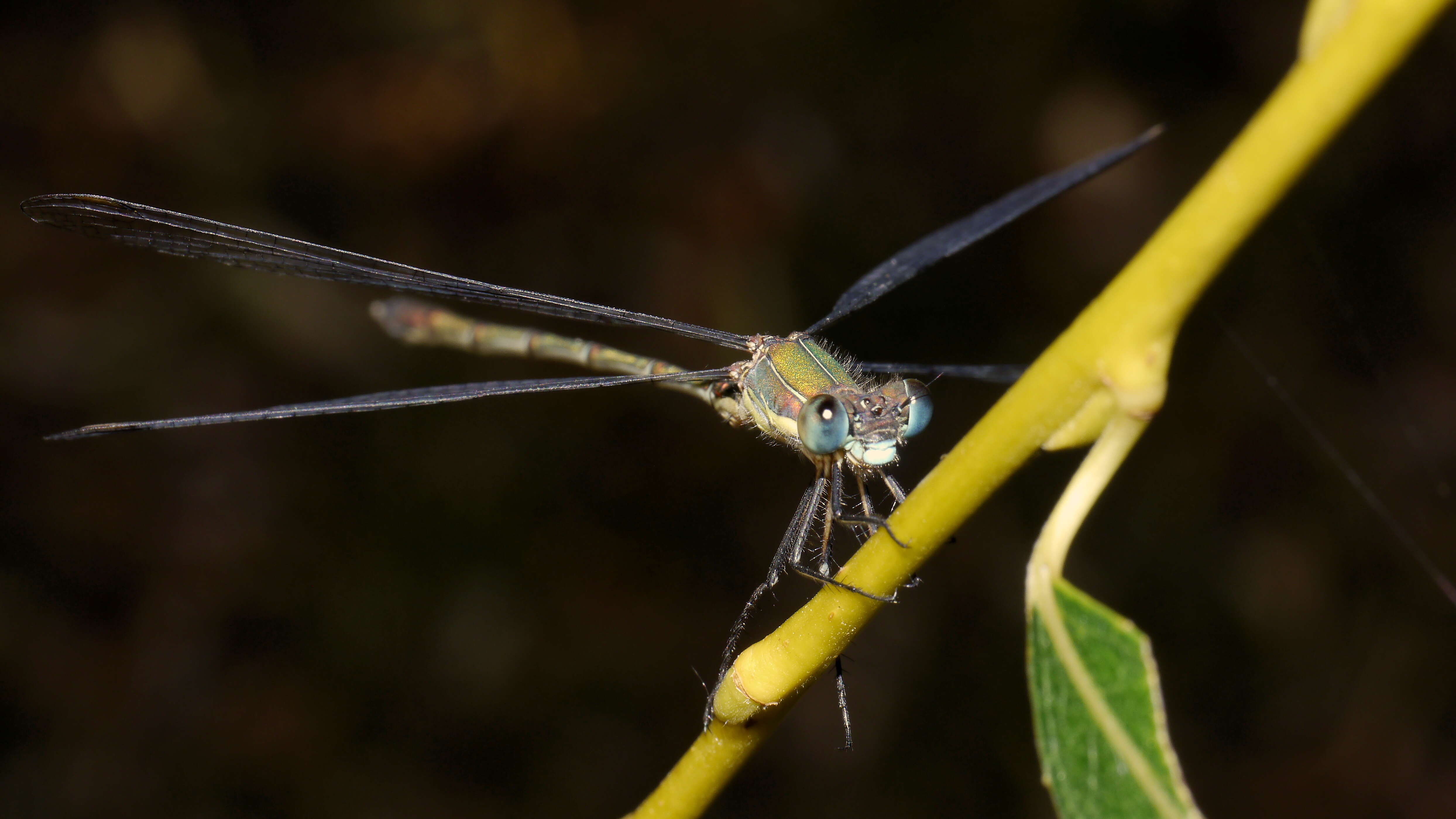 Image of Chalcolestes Kennedy 1920