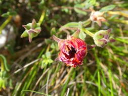 Imagem de Drosanthemum lavisii L. Bol.