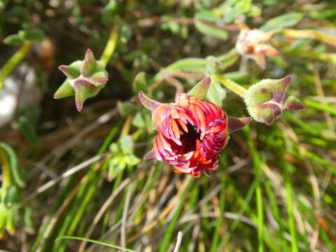 Imagem de Drosanthemum lavisii L. Bol.