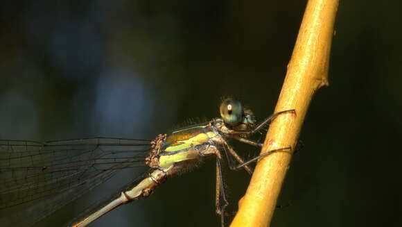 Image of Chalcolestes Kennedy 1920