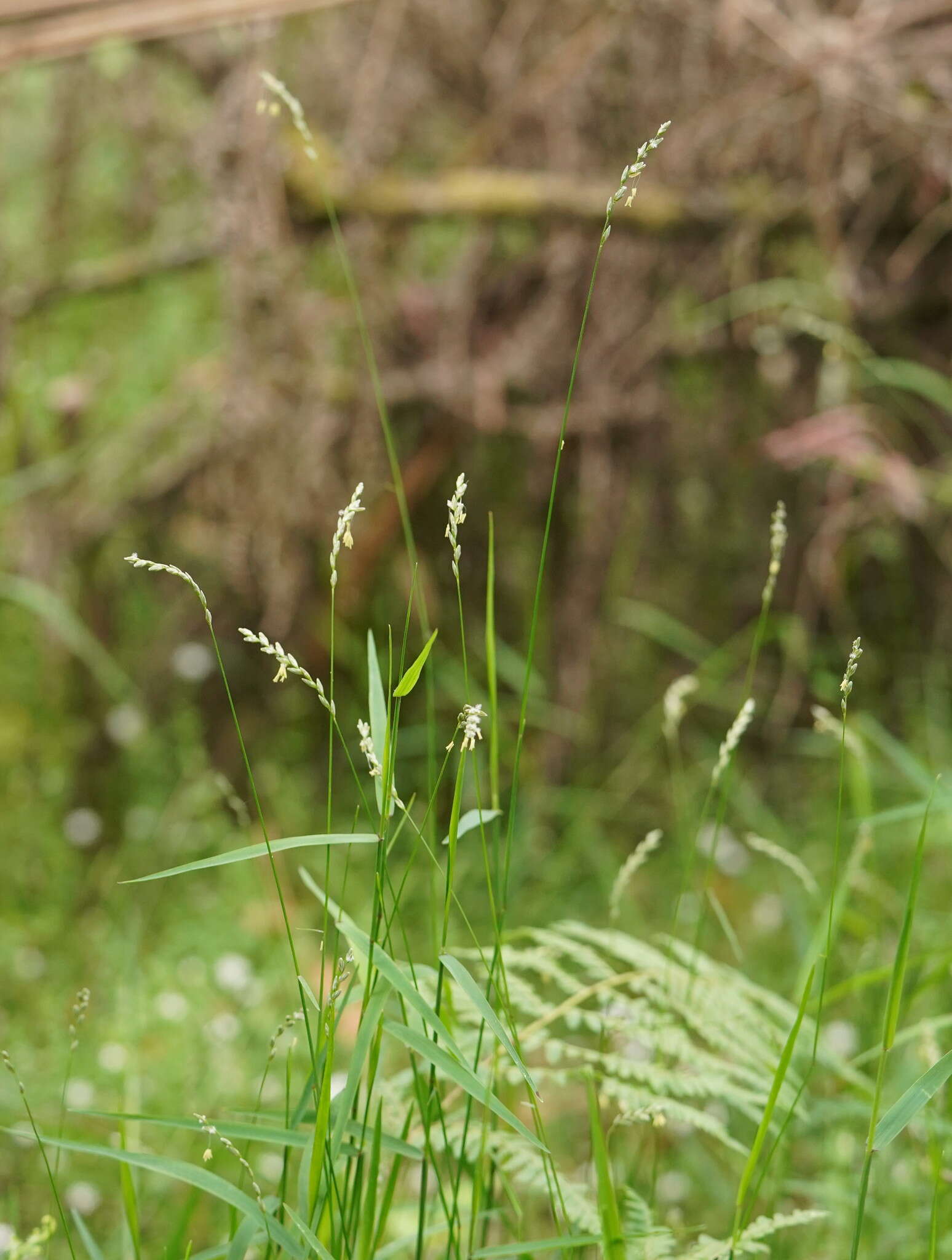 Imagem de Ehrharta juncea (R. Br.) Spreng.