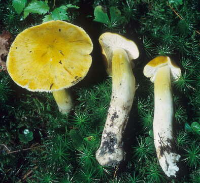 Image of Tricholoma subluteum Peck 1904