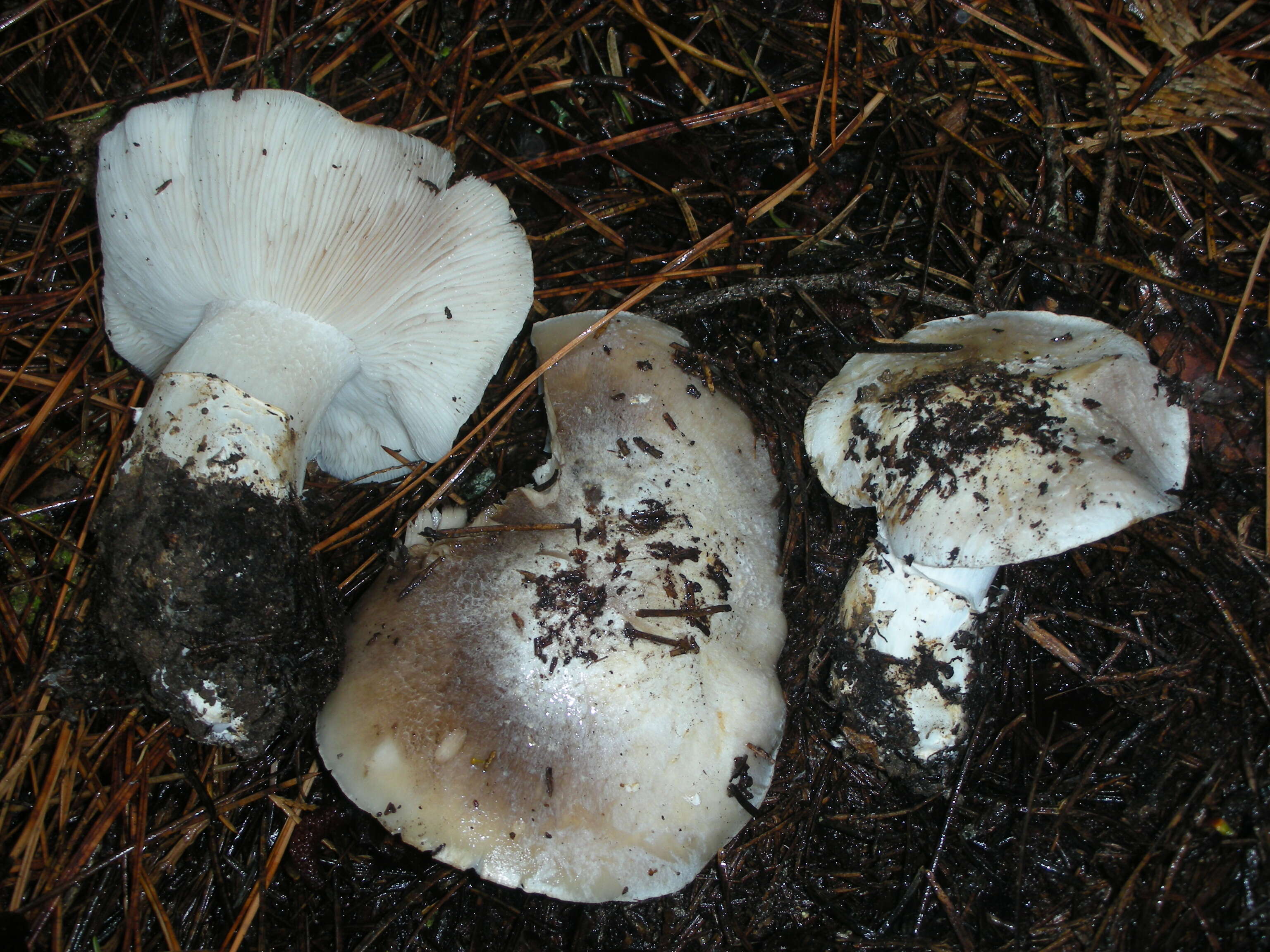 Image of Tricholoma vernaticum Shanks 1996