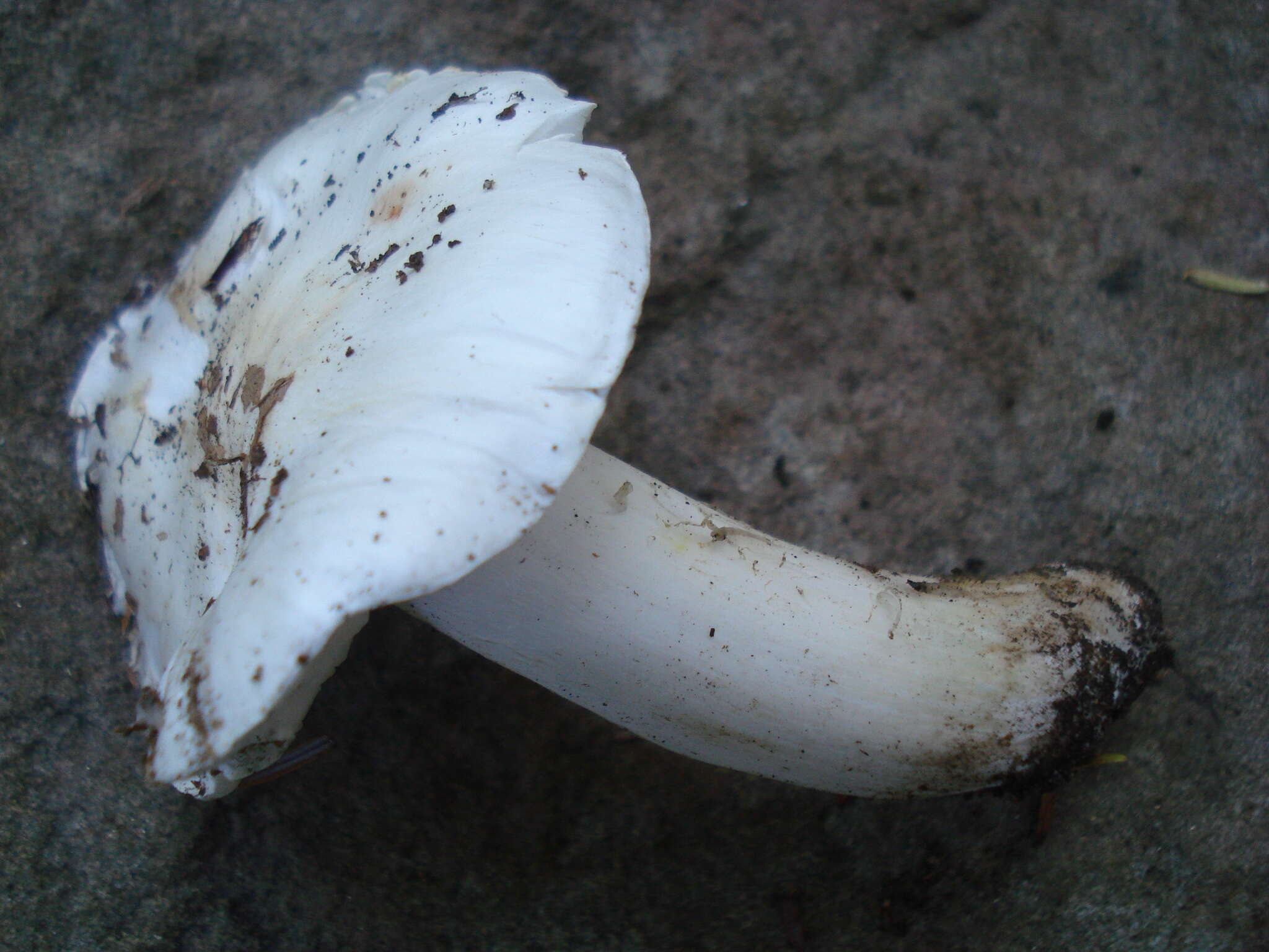 Image of Tricholoma subresplendens (Murrill) Murrill 1914