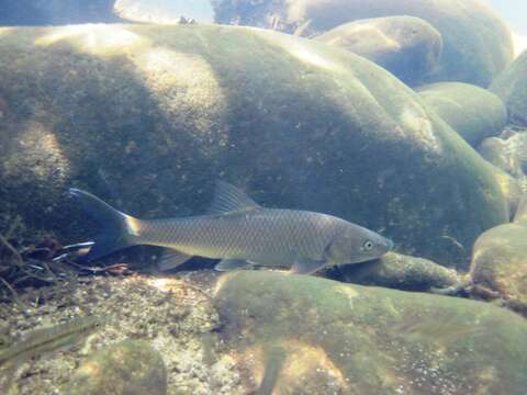 Image of Clanwilliam Yellowfish