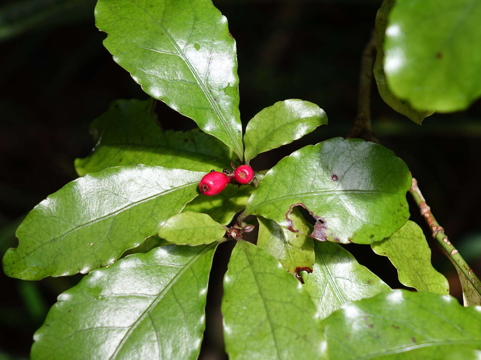 Image of Shrubby honeysuckle