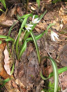 Image of Amana erythronioides (Baker) D. Y. Tan & D. Y. Hong