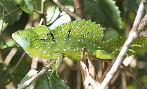 Image of Green Basilisk