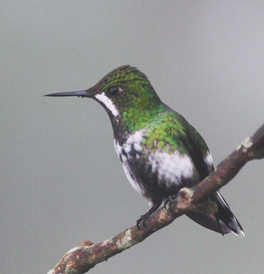 Image of Green Thorntail