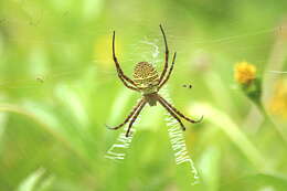 Image of Oval St Andrew's Cross Spider