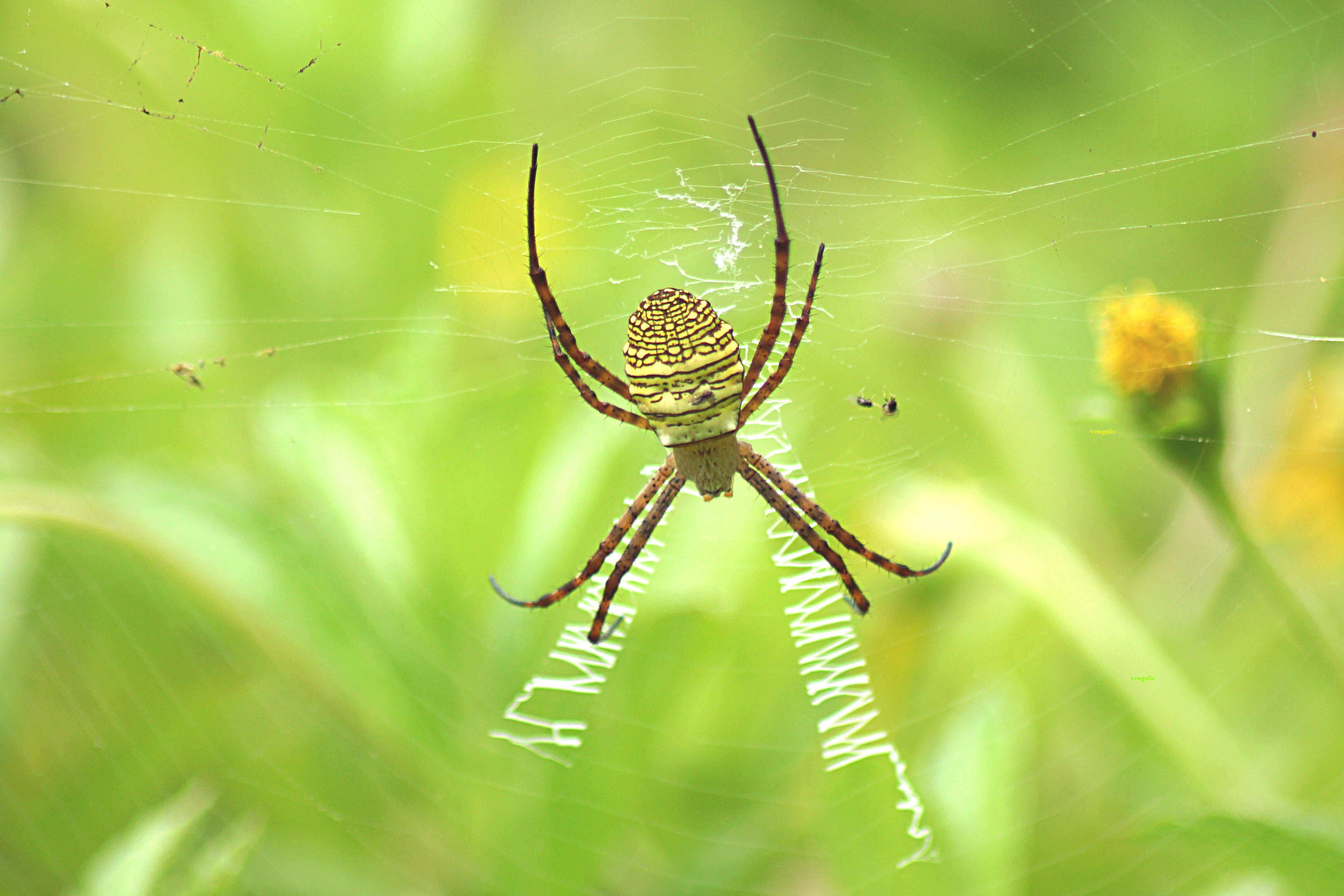 Image of Oval St Andrew's Cross Spider