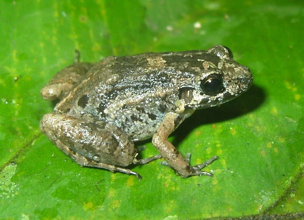 Image of Lowland Tropical Bullfrog