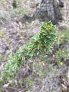 Image of Hakea ruscifolia Labill.