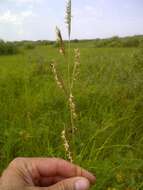 Image of Freshwater Cord Grass