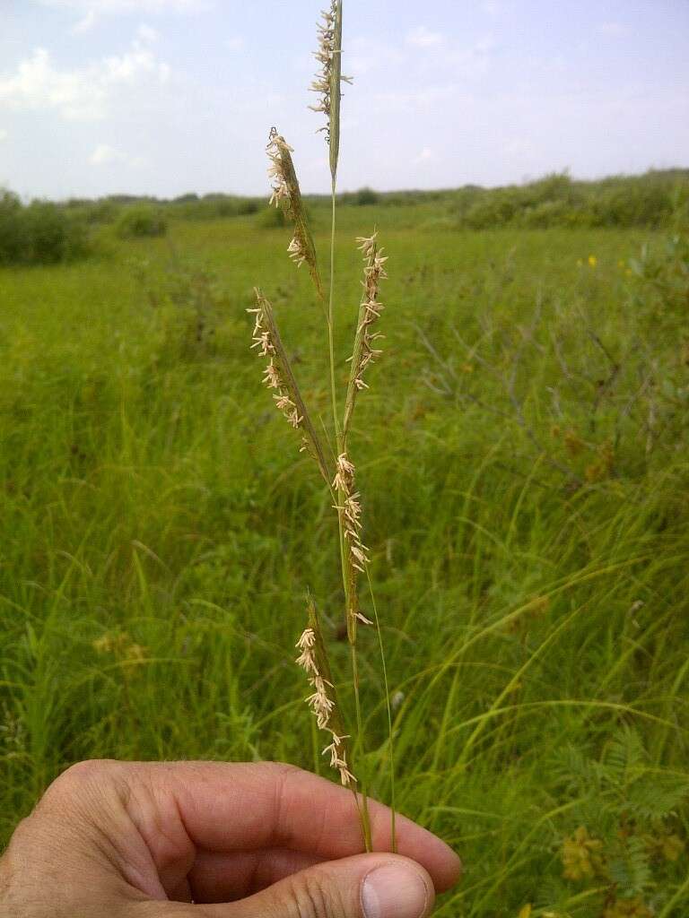 Image of Freshwater Cord Grass