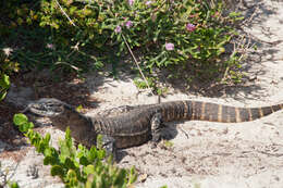 Image of Heath Monitor