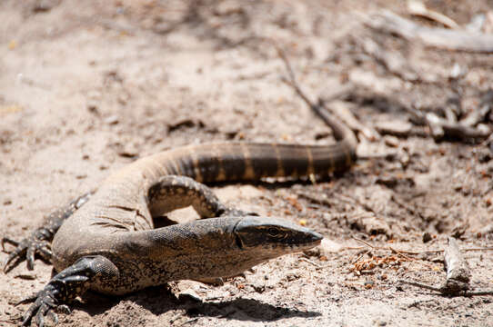 Image of Heath Monitor