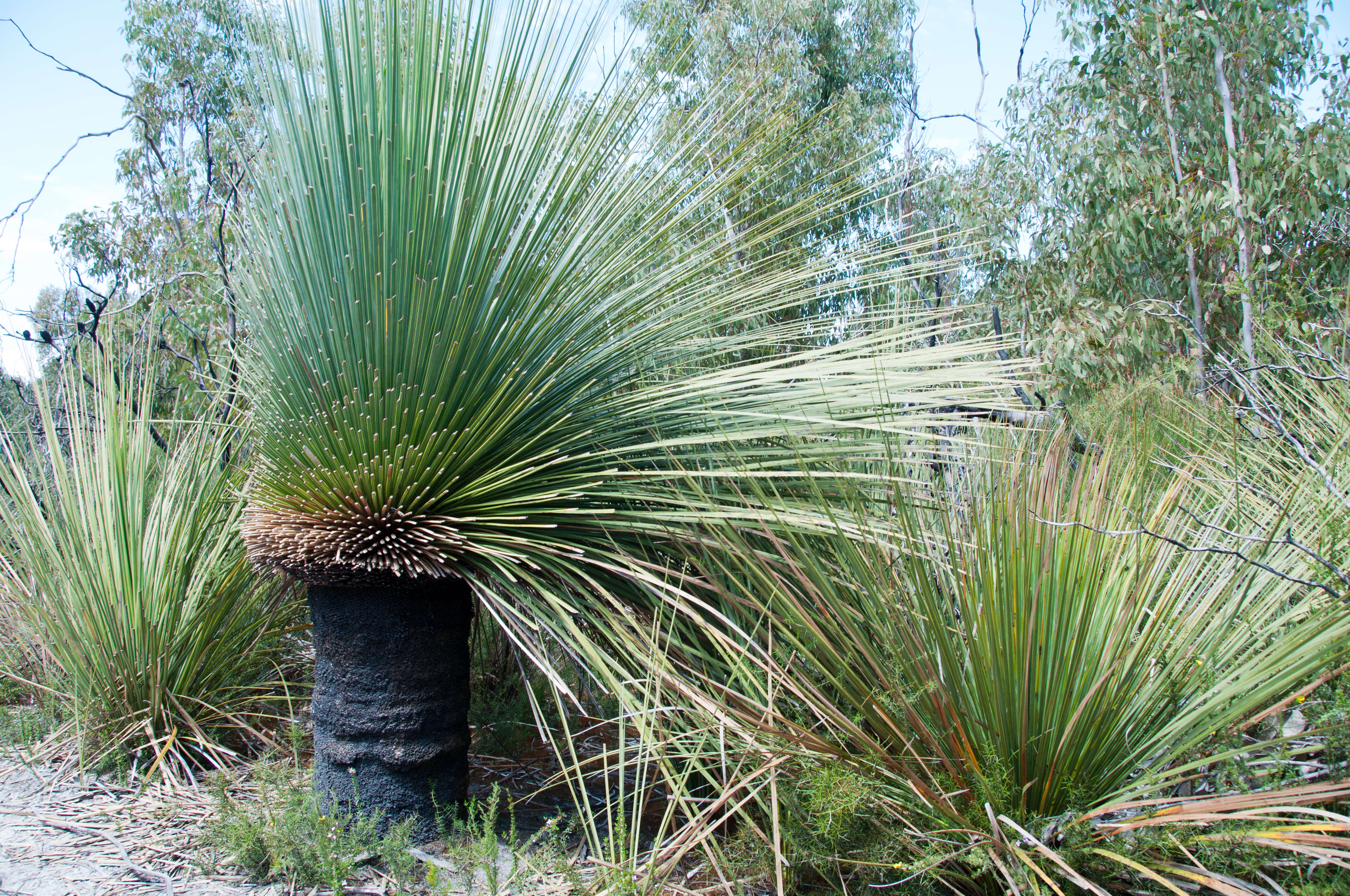 Image of Xanthorrhoea semiplana F. Muell.