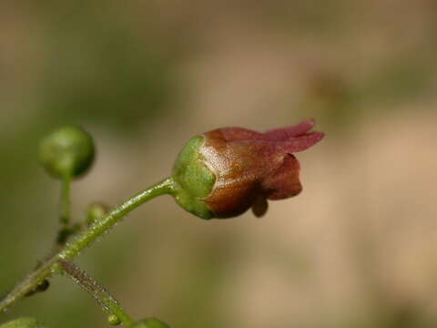 Image de Scrophularia alpestris Gay ex Benth.