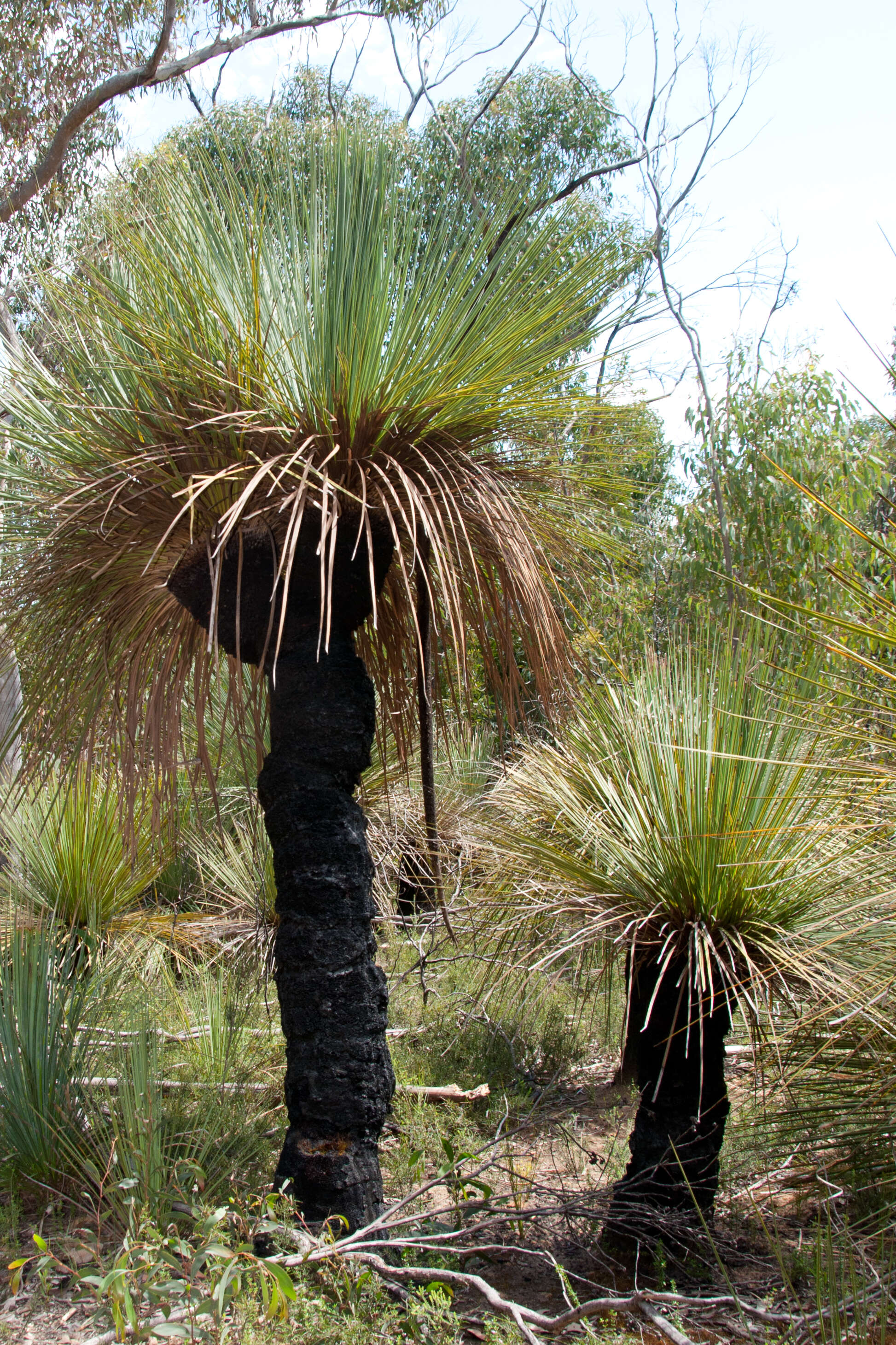 Image of Xanthorrhoea semiplana F. Muell.