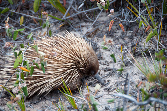 Image of Short-beaked Echidnas