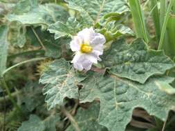 صورة Solanum campechiense L.