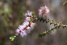 Image of Melaleuca gibbosa Labill.