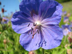 Imagem de Geranium sergievskajae