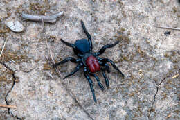 Image of Red-headed Mouse Spider