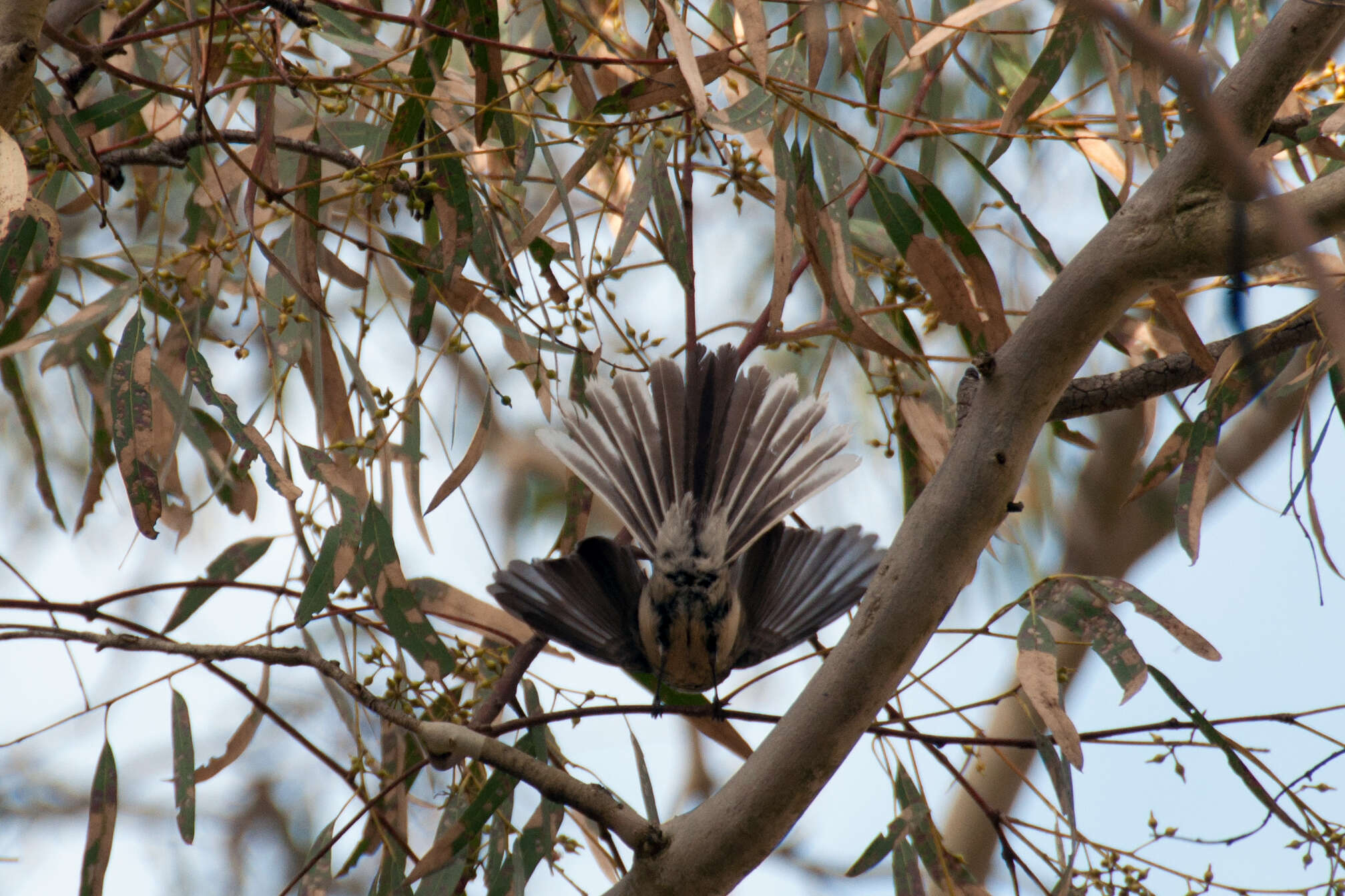 Image of Grey Fantail