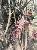 Image of Tillandsia didisticha (É. Morren) Baker