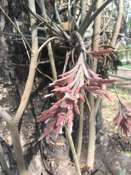 Tillandsia didisticha (É. Morren) Baker的圖片