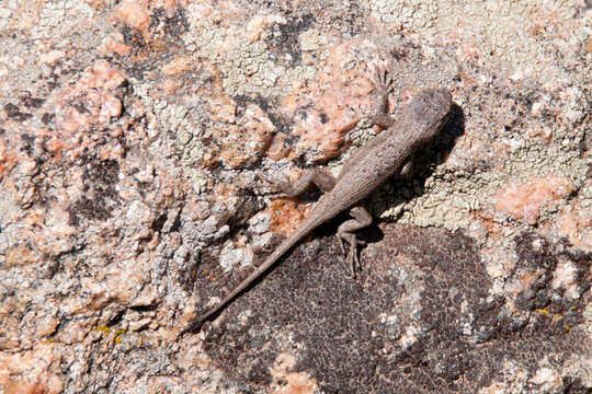 Image of Southwestern Fence Lizard