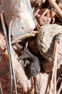 Image of Southwestern Fence Lizard