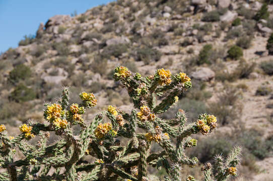 Image of tree cholla