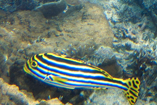 Image of Indian Ocean oriental sweetlips