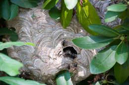 Image of Bald-faced Hornet