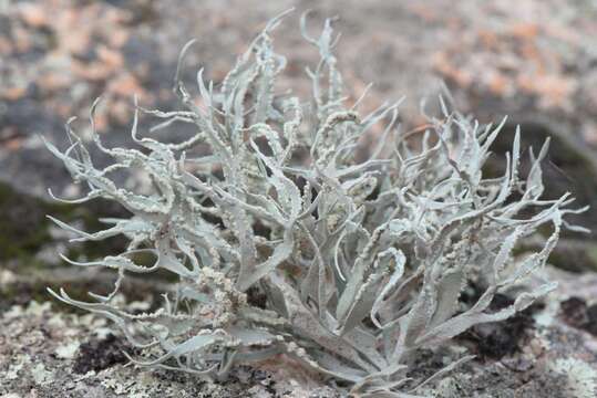 Image of roccella lichen